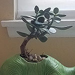 ACCESSORIES: A window sill worth of a Jedi