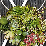 ACCESSORIES: A living succulent wreath