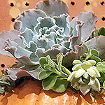ACCESSORIES: Living succulents pumpkins for Halloween