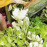 ARRANGEMENTS: tropical flowers, ikebana style