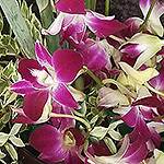 ARRANGEMENTS: Asymmetrical composition