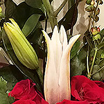 ARRANGEMENTS: A modern take on roses and lilies 